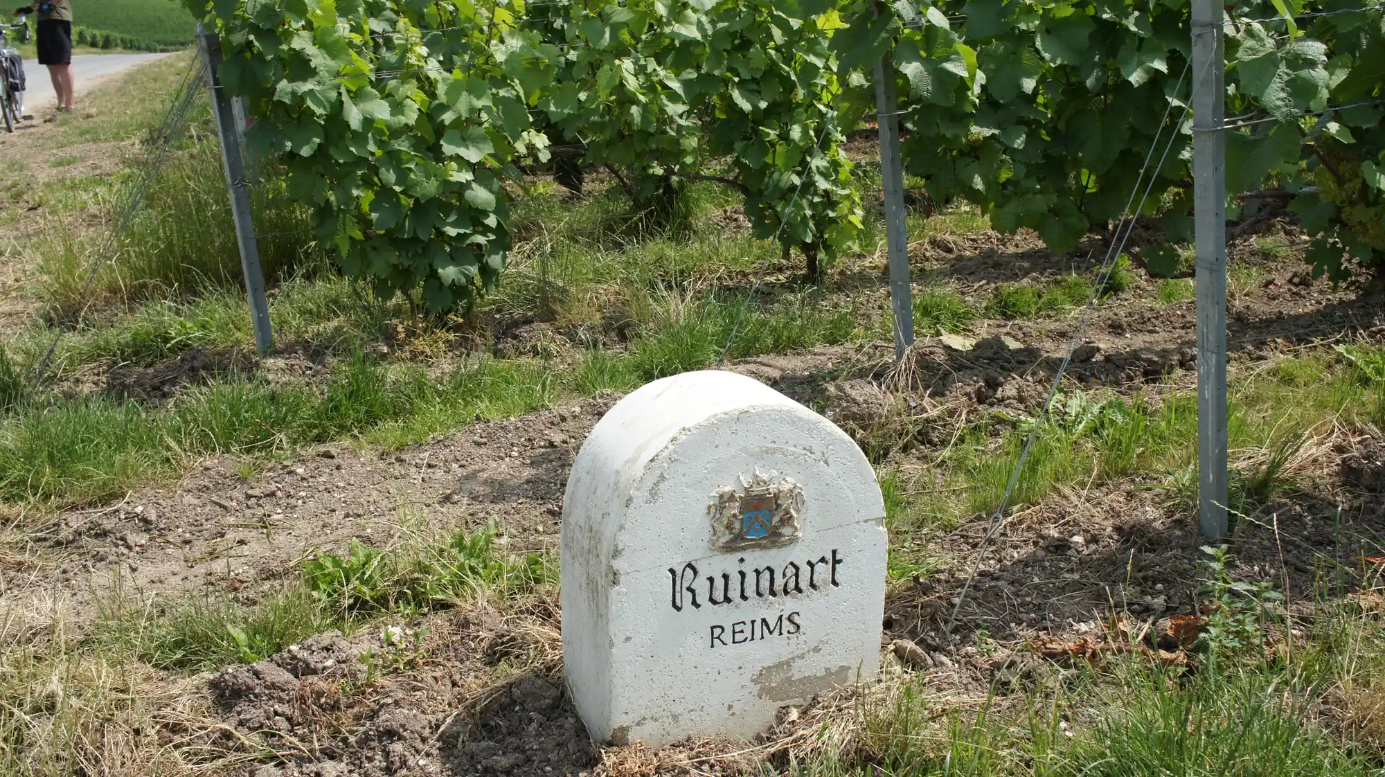 Ruinart vineyard marker in Champagne