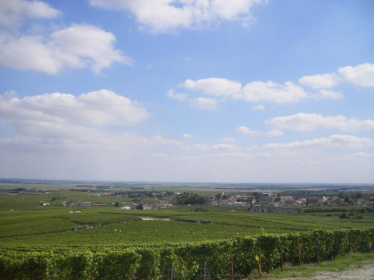 Avize in the Côte des Blancs