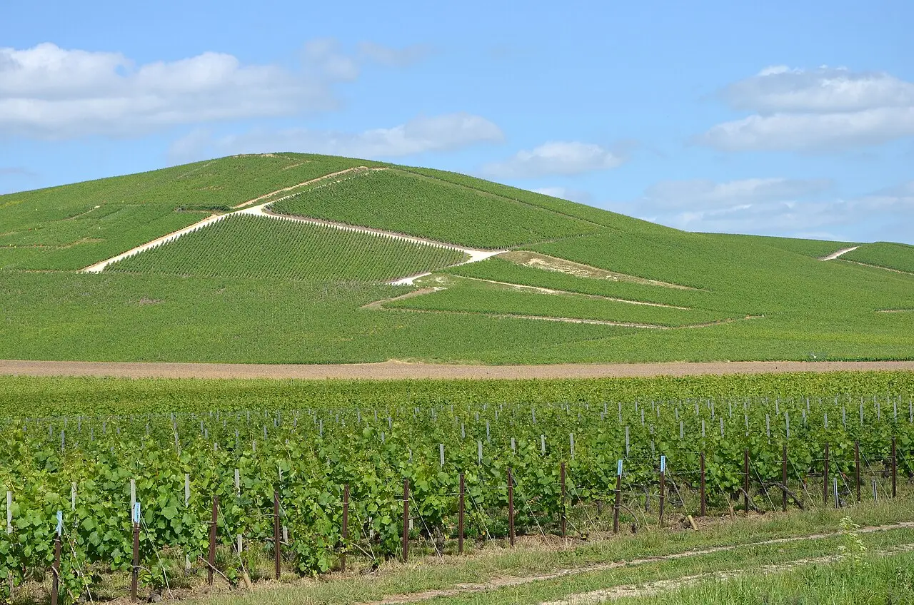 Champagne vineyards near Aÿ