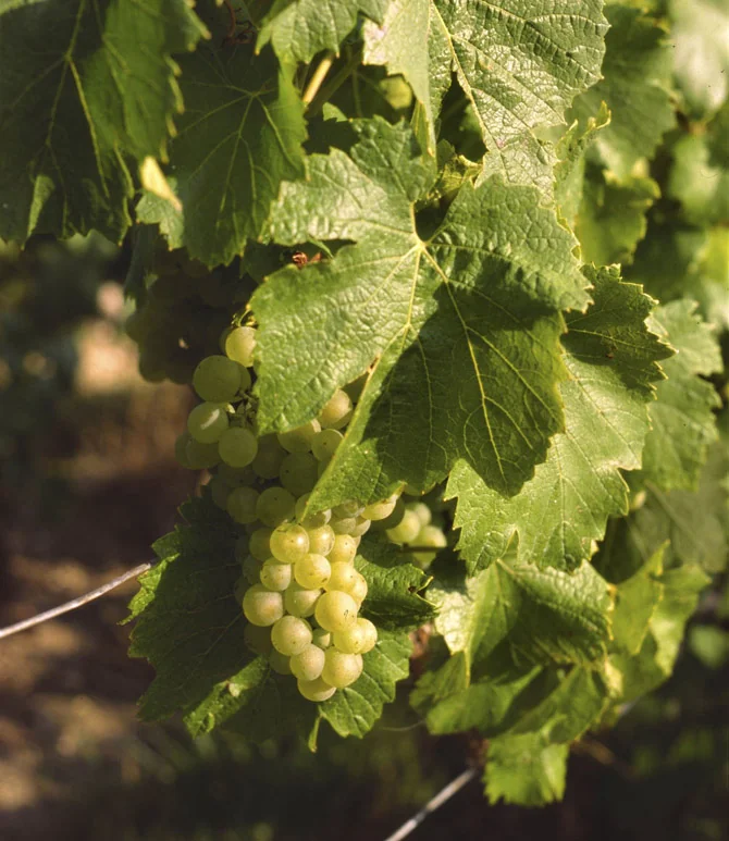 Chardonnay grapes growing on a vine in Avize