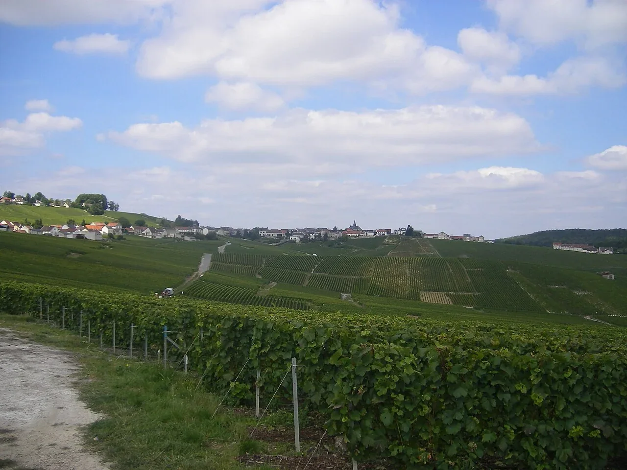 Vineyard rows around Cramant in the Côte des Blancs