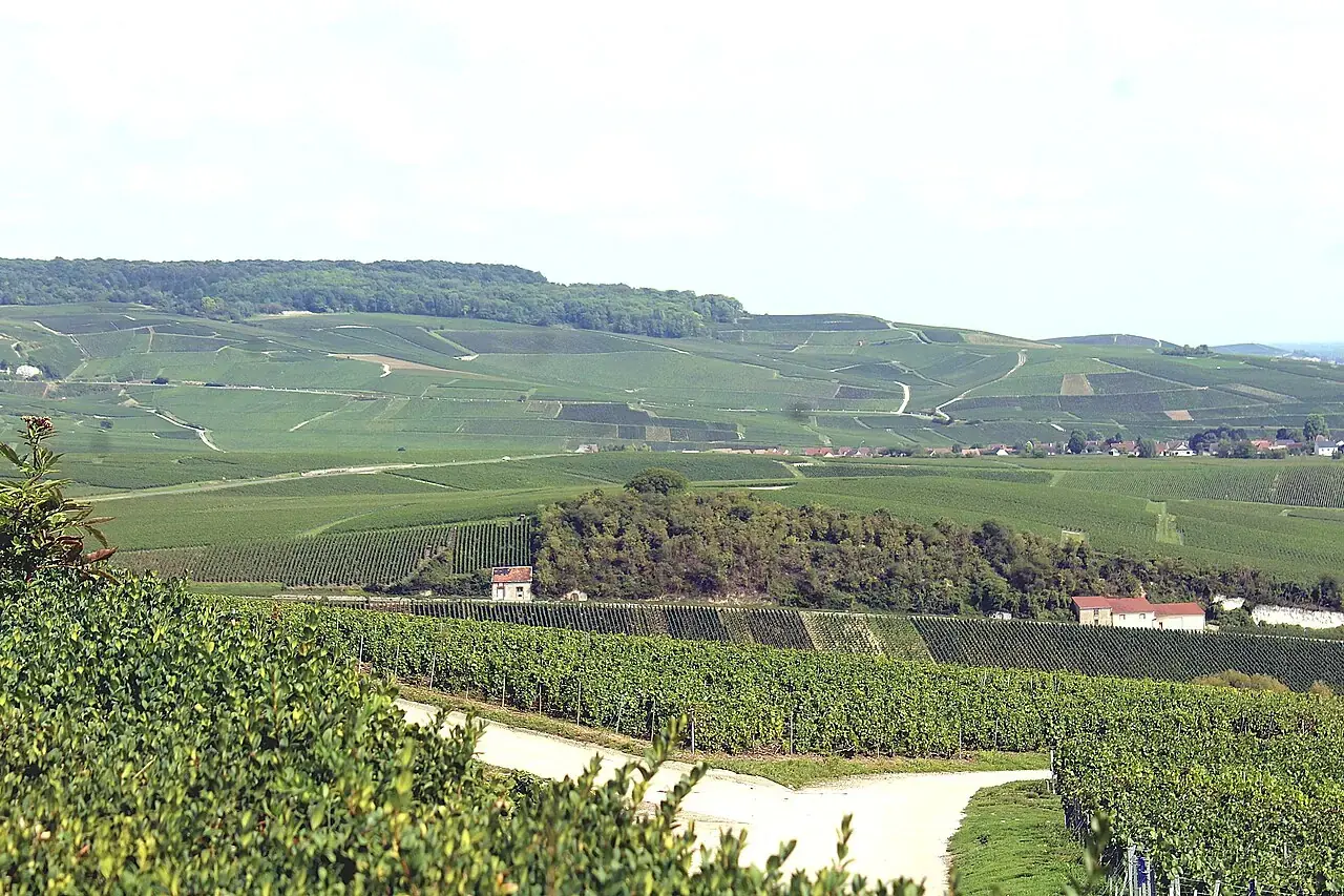 Vineyard slopes and the Marne Valley viewed from Hautvillers