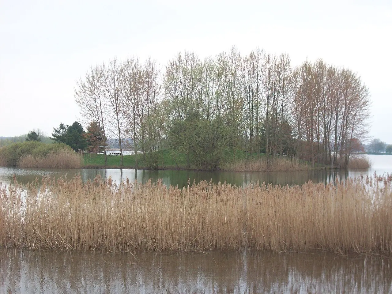 Reeds beside the Île aux Carpes at Lac Amance in the Aube