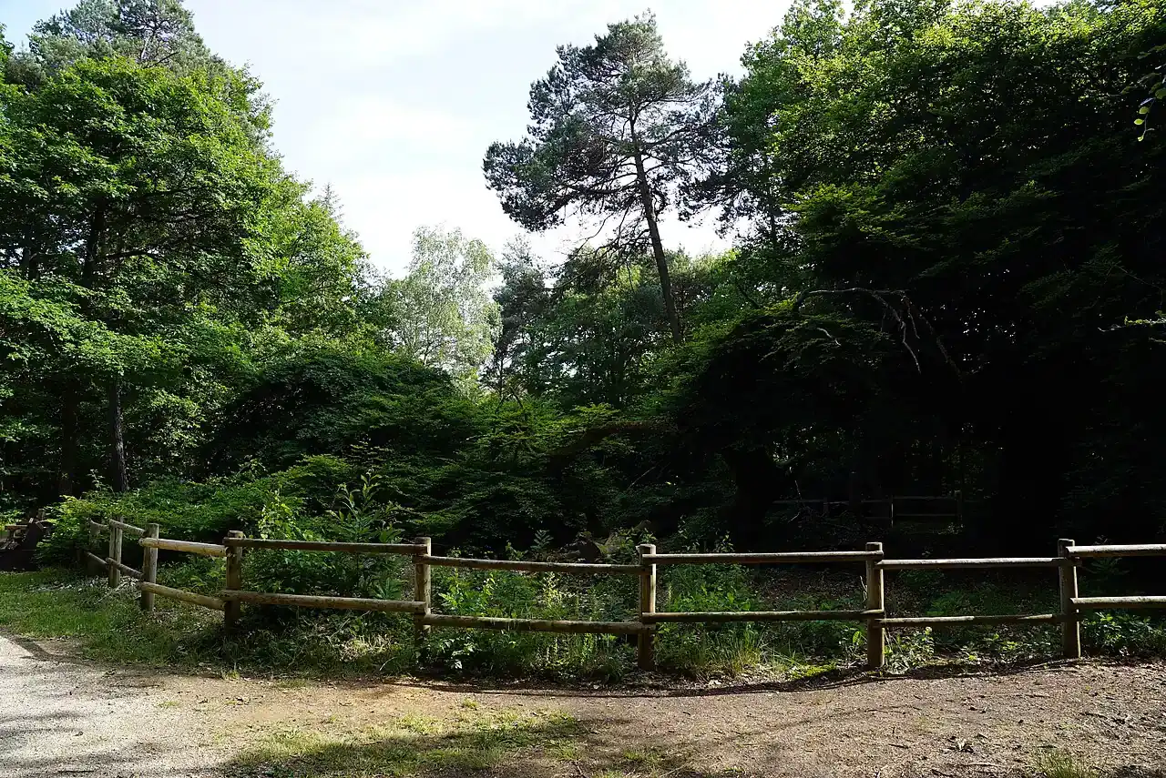 Twisting dwarf beech trees beside the woodland path at Verzy